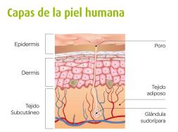 Capas-de-la-piel_Cinfa